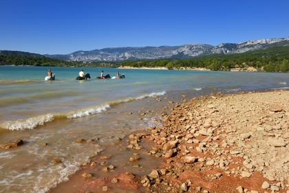 France, Var (83), Parc Naturel Régional du Verdon, lac de Sainte Croix, randonnée équestre avec Verdon Equitation, baignade des chevaux interdite depuis peu (octobre 2014)