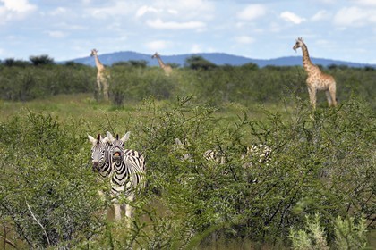 Namibie, région de Oshikoto, Parc National d'Etosha, zèbres de Burchell (Equus burchellii) et girafes (Giraffa camelopardalis)