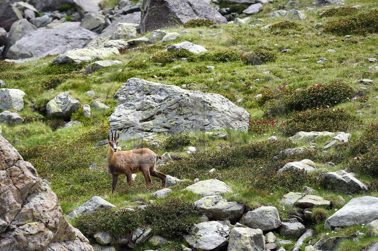 France, Alpes-Maritimes (06), parc national du Mercantour, Vallée des Merveilles, chamois à coté de la Roche de l’Autel