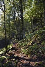 France, Vosges, Ballons des Vosges Regional Natural Park, Saint Maurice sur Moselle, hiker walking towards the Col des Perches pass next to Gazon Rouge