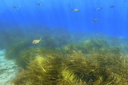 France, Var, Le Rayol Canadel sur Mer, Domaine du Rayol, Jardin des Mediterranees, Conservatoire du Littoral Estate compulsory mention, the marine path, Posidonia herbarium