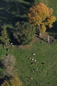 France, Seine-Maritime, cows in the meadows at Sahurs (aerial view)