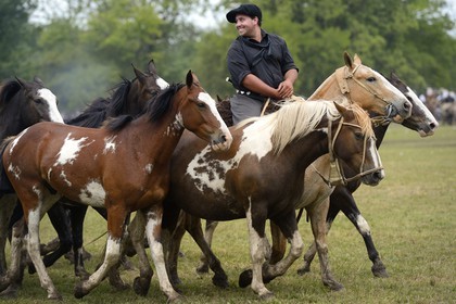 Argentine, province de Buenos Aires, San Antonio de Areco, fête du Jour de la Tradition (Dia de la Tradicion), figure appelée enchevêtrement de troupeaux (Entrevero de tropillas)