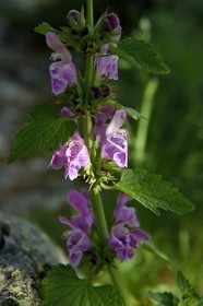 France, Alpes-Maritimes (06), parc national du Mercantour, vallon de la Minière en contrebas de la Vallée des Merveilles