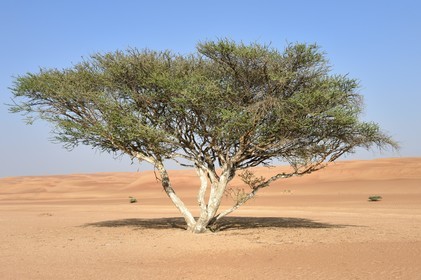 Sultanat d'Oman, gouvernorat de Ash Sharqiyah, désert des Wahiba Sands ou Sharqiya Sands, acacia