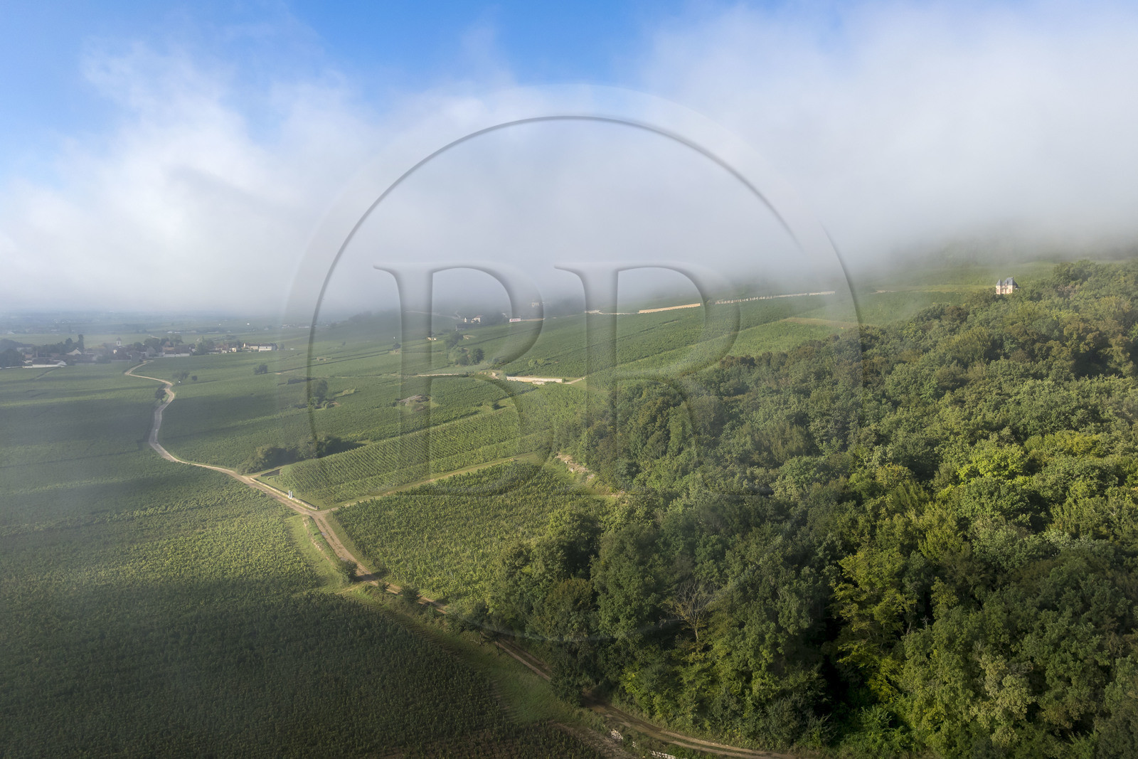 France, Cote d'Or, cultural Landscape of the climates of Burgundy listed as World Heritage by UNESCO, Route des Grands Crus (road of Vintage Wines), vineyard of the Côte de Nuits at Gevrey Chambertin under the early morning mists