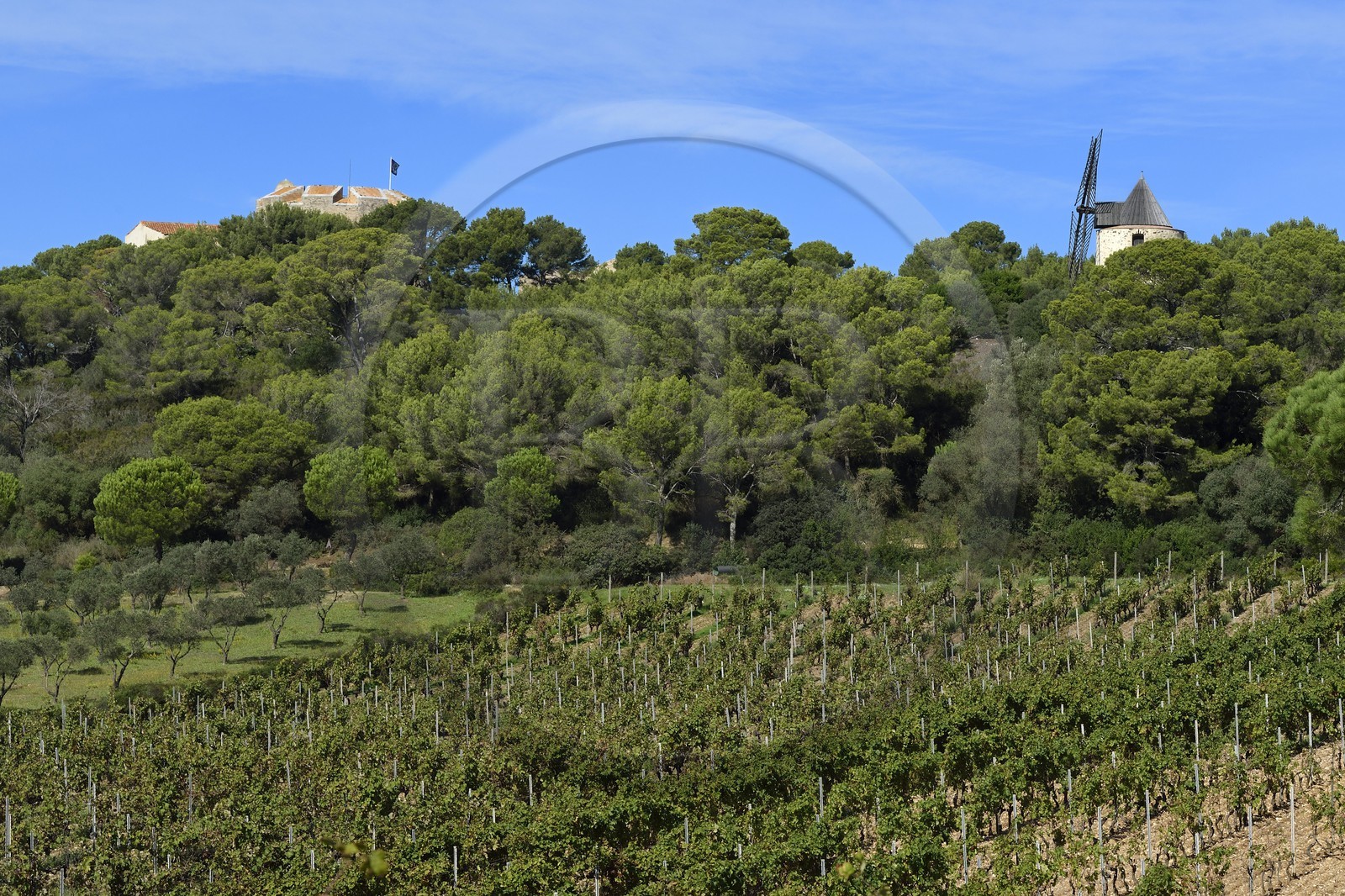France, Var, Iles d'Hyeres, Parc National de Port Cros (National park of Port Cros), Porquerolles island, Domaine Perzinsky vineyard, the castle Sainte-Agathe and the mill in the background