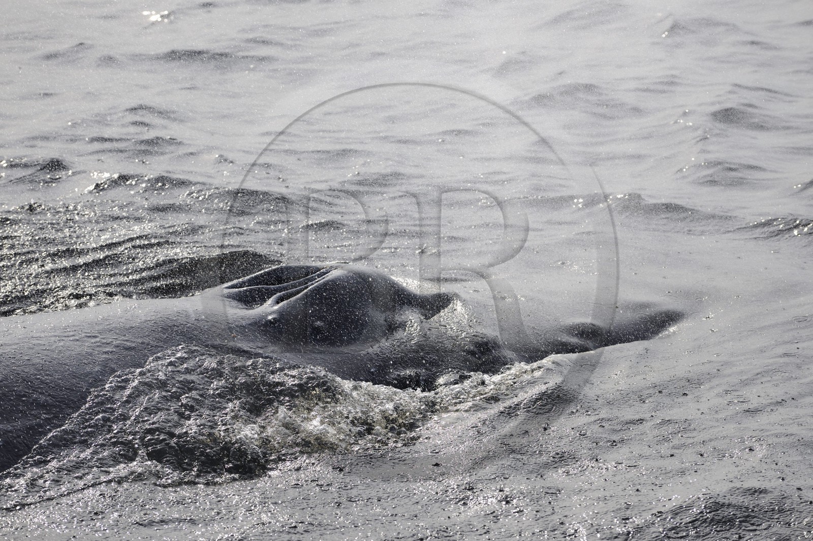 Canada, province de Québec, région de Manicouagan, Tadoussac, baleine à bosse dans le golf du Saint-Laurent