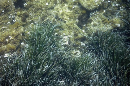 France, Var (83), Iles d'Hyères, Parc national de Port Cros, Ile de Port-Cros, plage de la Palud, le rocher du Rascas, herbier de Posidonie