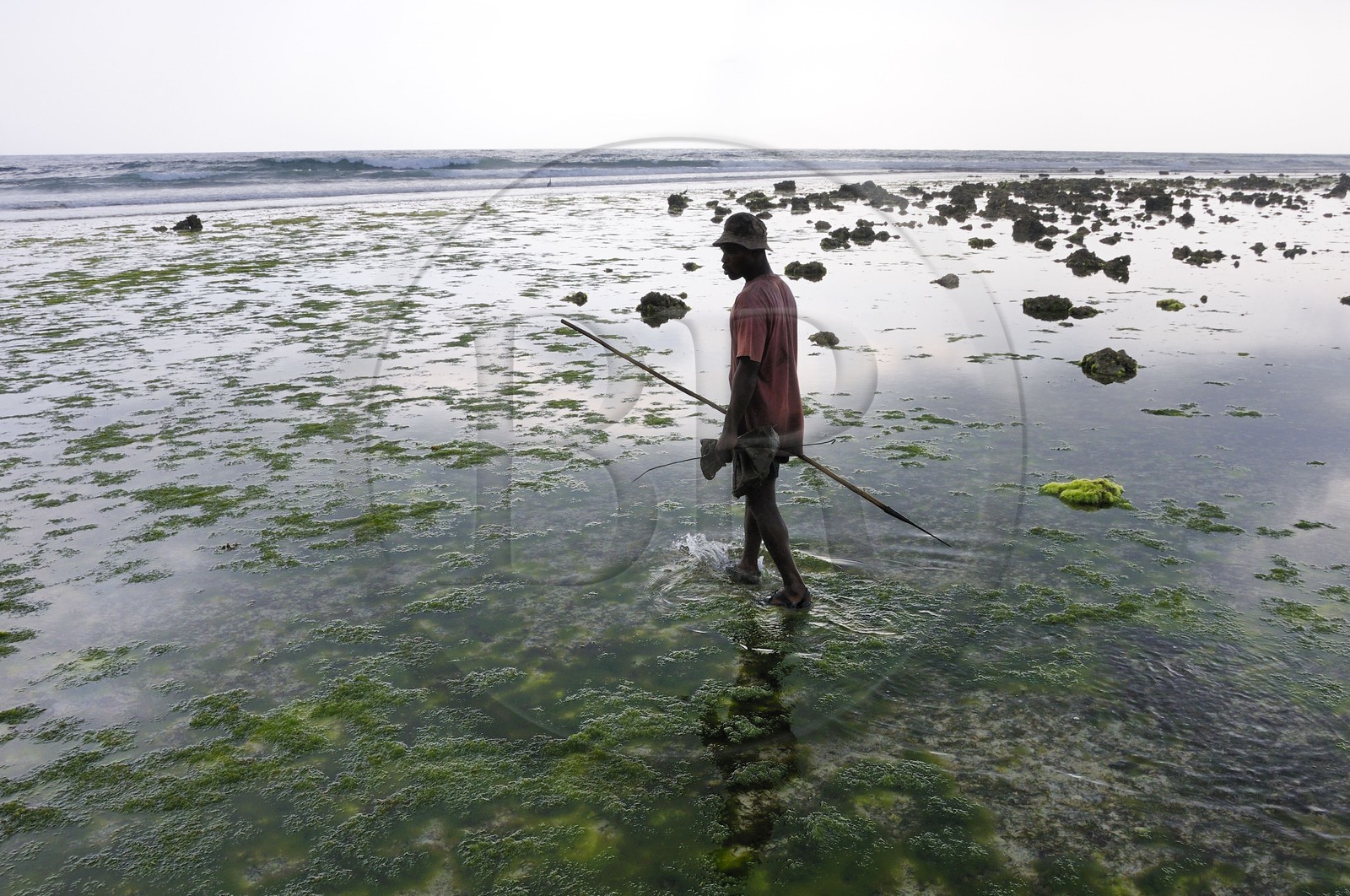 Tanzanie, archipel de Zanzibar, île de Unguja (Zanzibar), côte Sud-Est, Bwejuu, pêche à pied de poulpes sur le récif coralien à marée basse