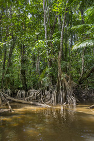 France, Guyane, Kourou, camp Maripas dans la forêt tropicale, Pterocarpus officinalis aux grands contreforts ondulés ou moutouchi-marécage en créole guyanais dans une crique, petite rivière, affluent du fleuve Kourou