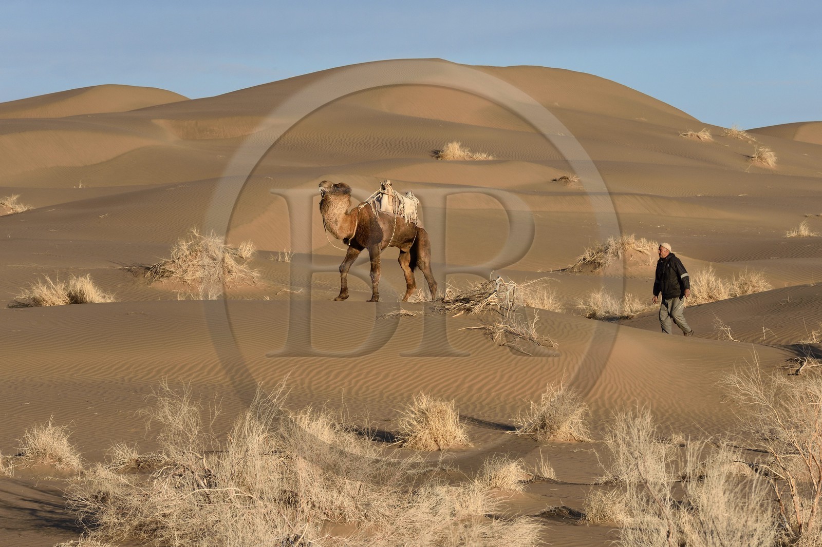 Iran, Province d'Ispahan, désert du Dasht-e Kavir, Mesr dans la région de Khur et Biabanak, le chamelier Ali Saraban et un de ses dromadaires dans le désert