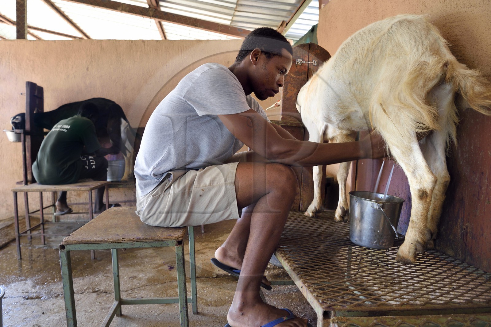 Namibia, Otjiwarongo, Cheetah Conservation Fund, research and education centre, milking Alpine goats for milk and cheese production