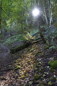 France, Haut Rhin, Ballons des Vosges Regional Natural Park, hikers going up from the Storckensohn valley to the top of the Tete des Perches and Gazon Rouge in Lorraine