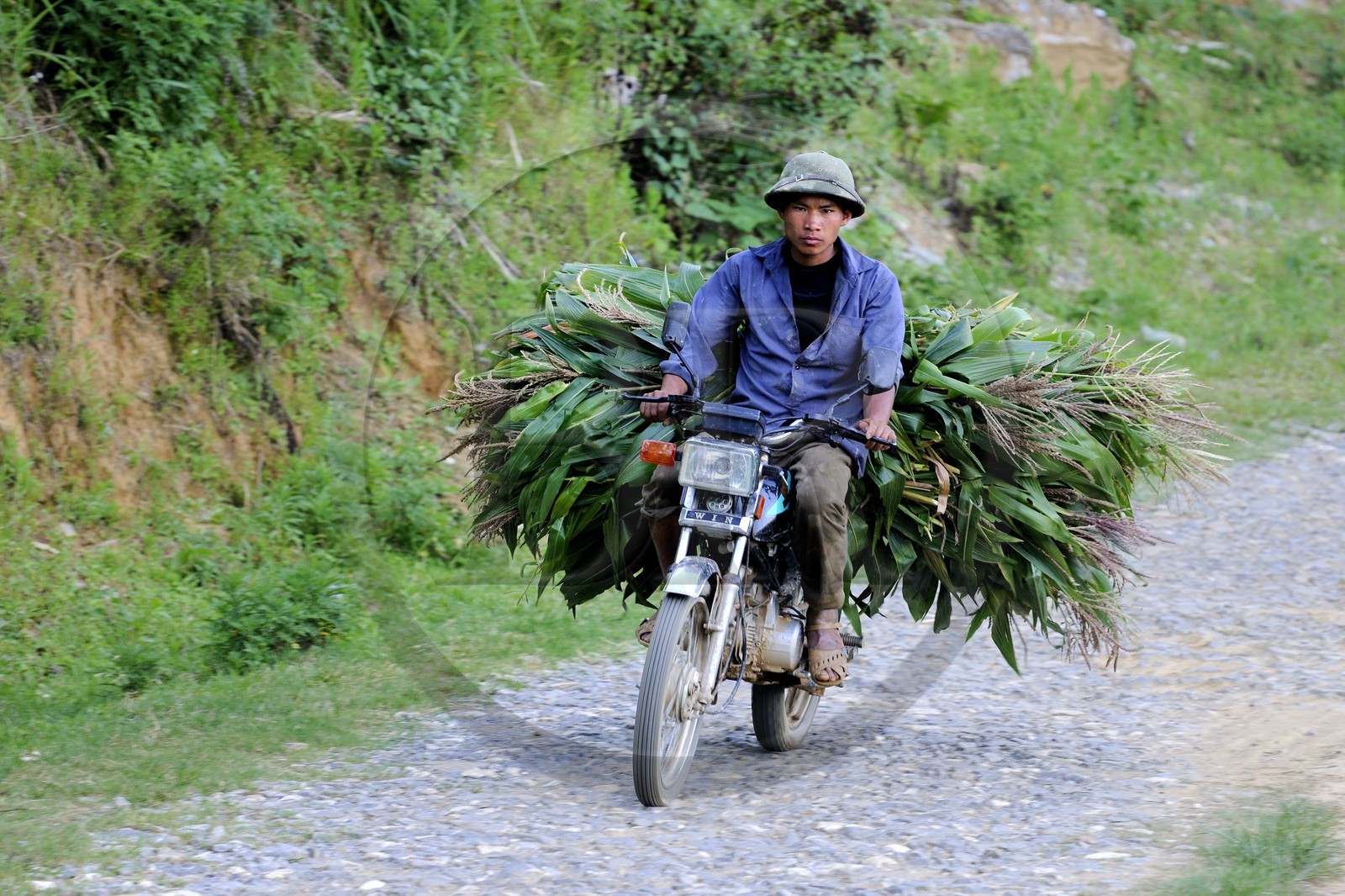 Vietnam, province de Lao Cai, région de Bac Ha, retour de champs avec du maïs en moto