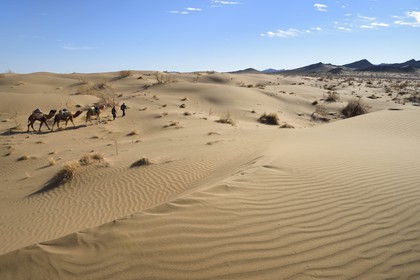 Iran, Province d'Ispahan, désert du Dasht-e Kavir, Mesr dans la région de Khur et Biabanak, caravane de dromadaires dans les dunes lors d'une randonnée chamelière