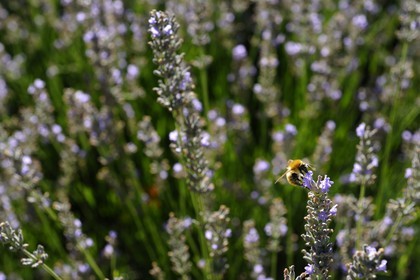 France, Var (83), Provence Verte, Bras, la maison d'hôtes Le Peyrourier une campagne en Provence, abeille butinant de la lavande