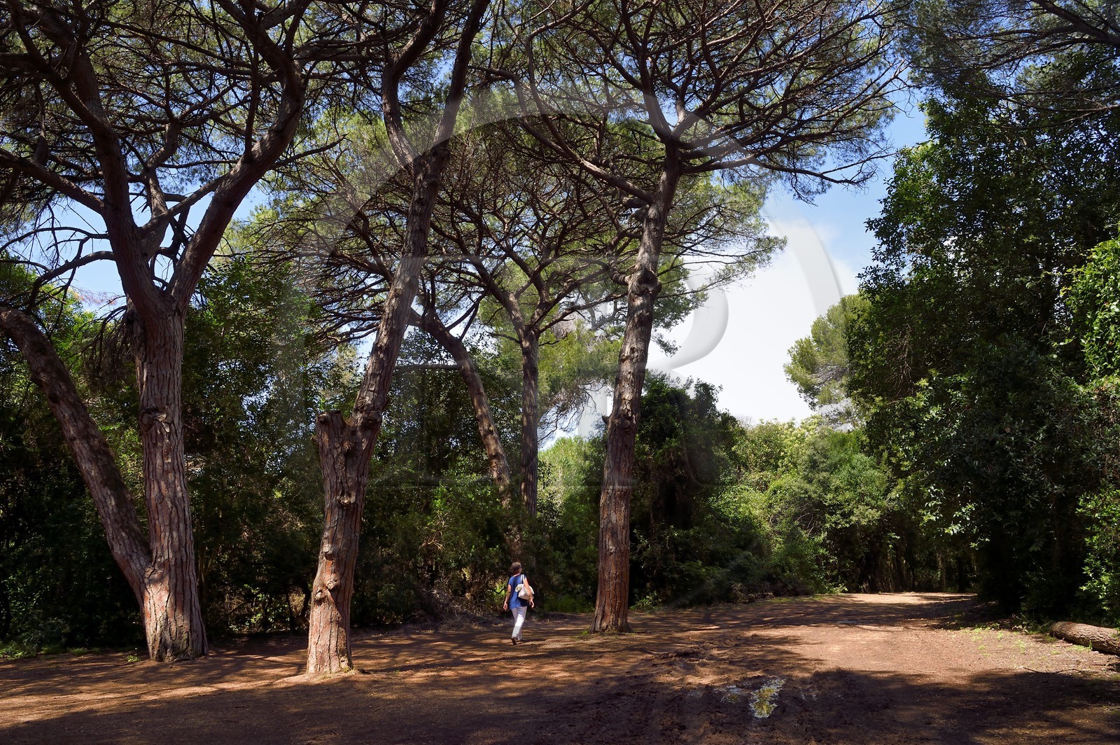 France, Alpes-Maritimes, Lerins Islands, Sainte-Marguerite island