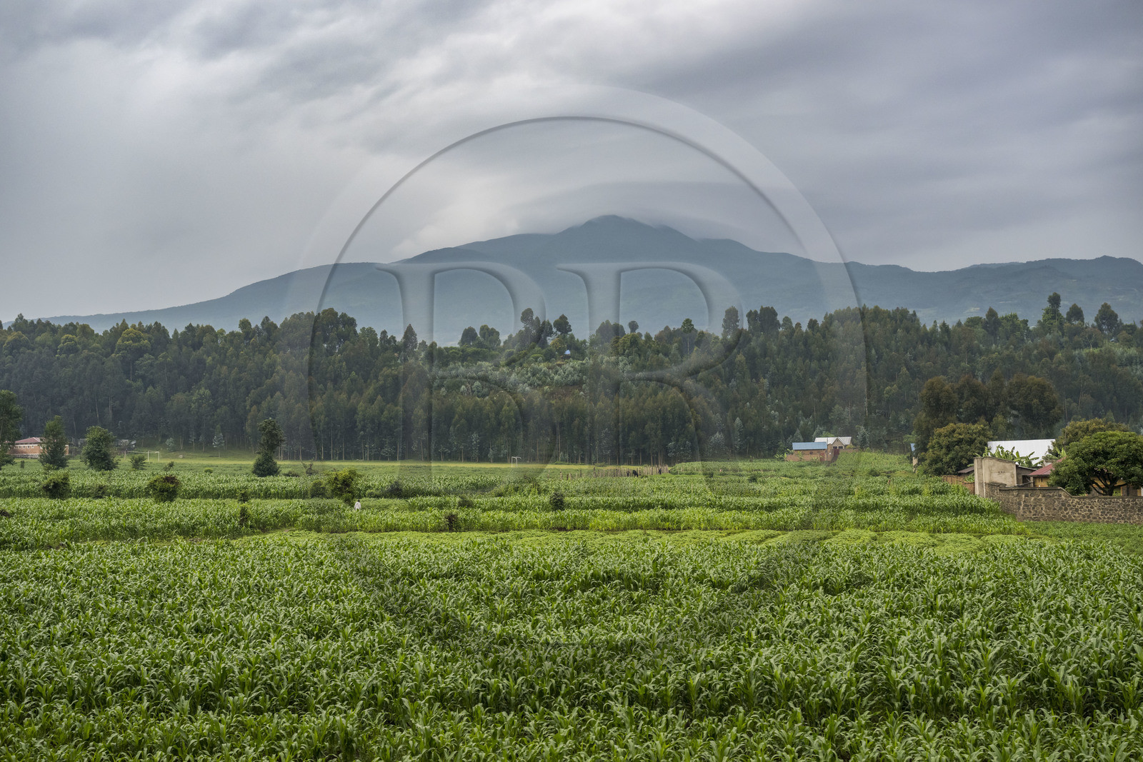 Rwanda, Province du Nord, District de Musanze (Ruhengeri), Busogo, le mont Karisimbi dans les montagnes des Virunga où vivent les gorilles