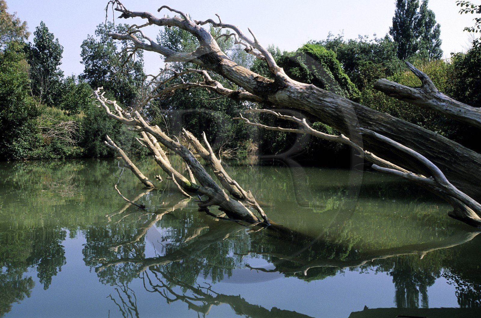 France, Gers, dead tree in the Baise river next to Beaucaire