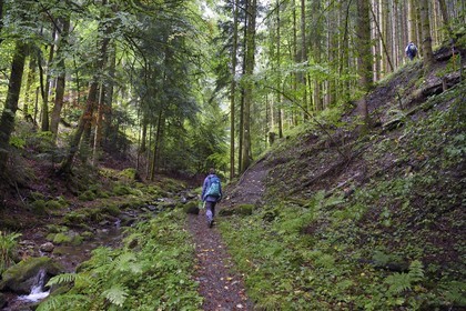France, Haut Rhin, Ballons des Vosges Regional Natural Park, hikers going up the Storckensohn valley to the top of the Tete des Perches