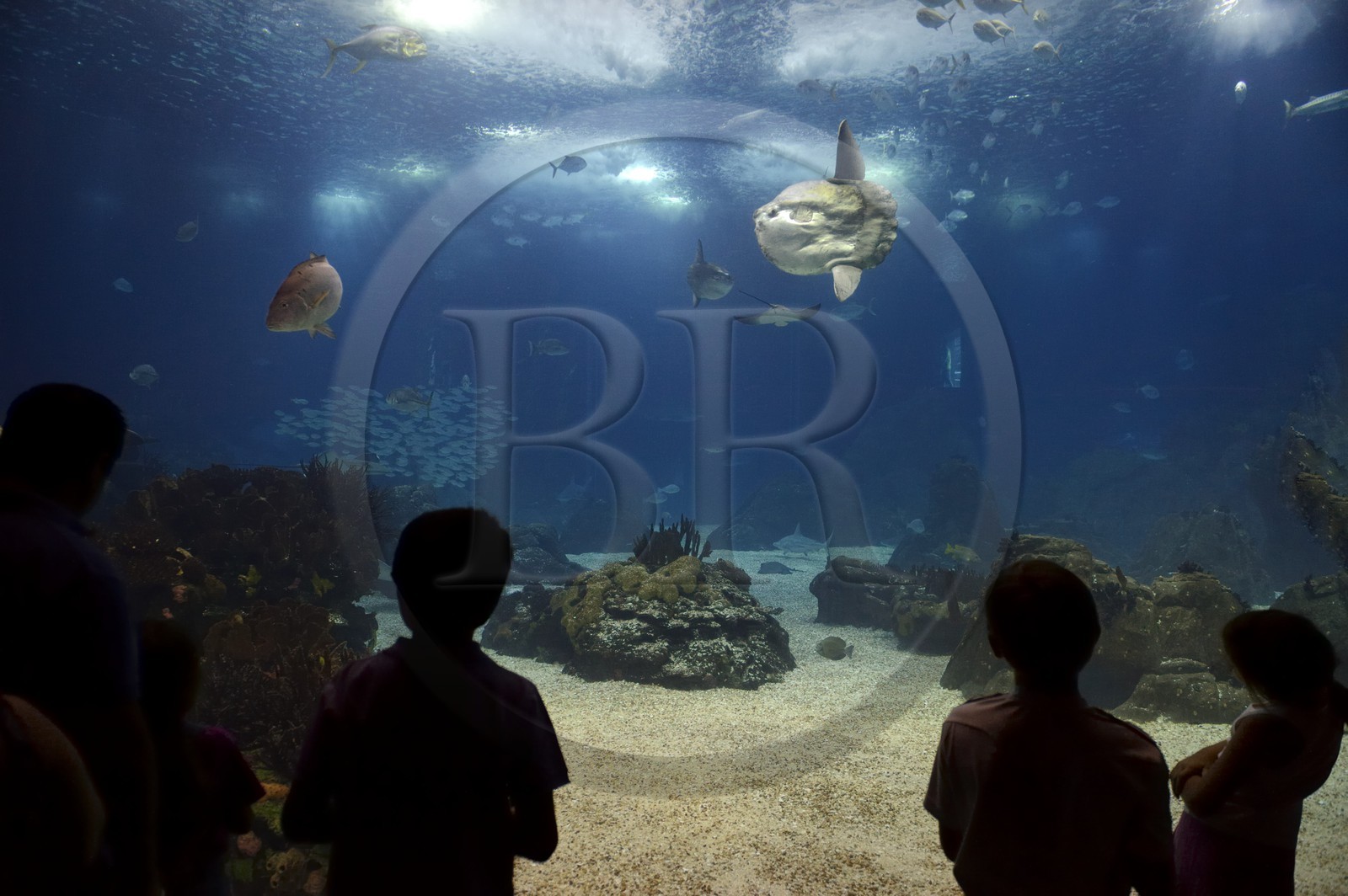 Portugal, Lisbonne, Parque das Nações (Parc des nations) construit pour l'exposition universelle de 1998, Oceanário (Oceanarium), aquarium