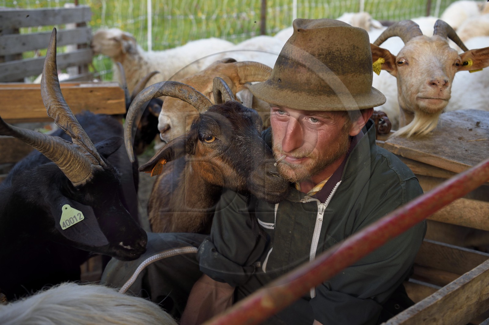 France, Alpes-Maritimes (06), vallée de la Roya (arrière-pays niçois), au pied du parc national du Mercantour, Tende, Casterino dans la vallée de la Casterine, traite à la main des brebis dans les pâtures, une chèvre fait un calin au berger Georges Giordano