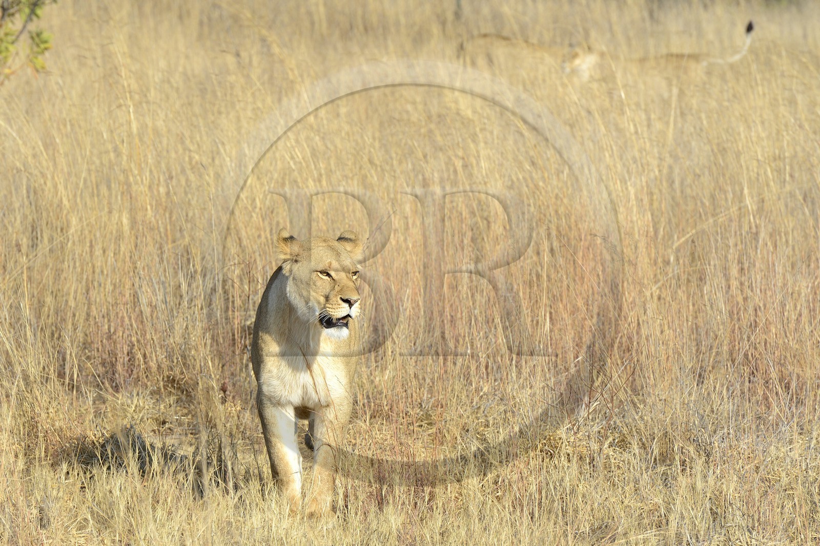 Zimbabwe, Midlands Province, Gweru, Antelope Park home to ALERT (African Lion and Environmental Research Trust), Zone 2, one of four young lioness (Panthera leo), which will be relinquished by a pride in a national park to repopulate