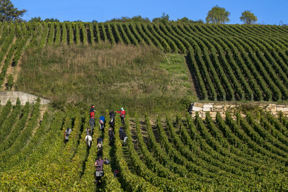 France, Côte-d'Or (21), les climats de Bourgogne classés Patrimoine Mondial de l'UNESCO, Route des Grands Crus, vignoble de la Côte de Beaune, Volnay, vendanges dans les vignes du domaine Cluzeaud Volnay 1er Cru Pitures à partir du cépage Pinot noir