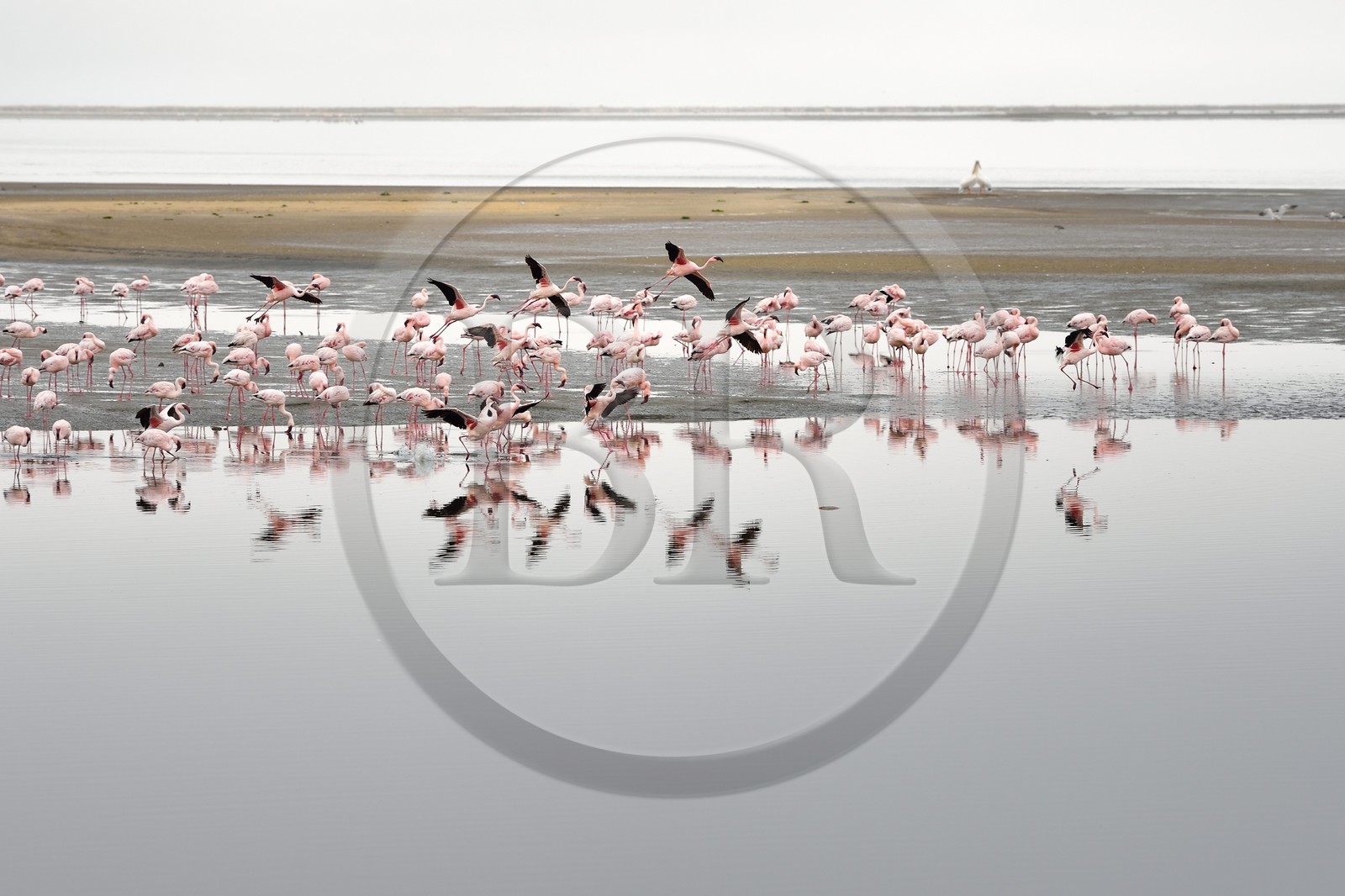 Namibie, région de Erongo, Walvis Bay, flamant nain (Phoeniconaias minor)