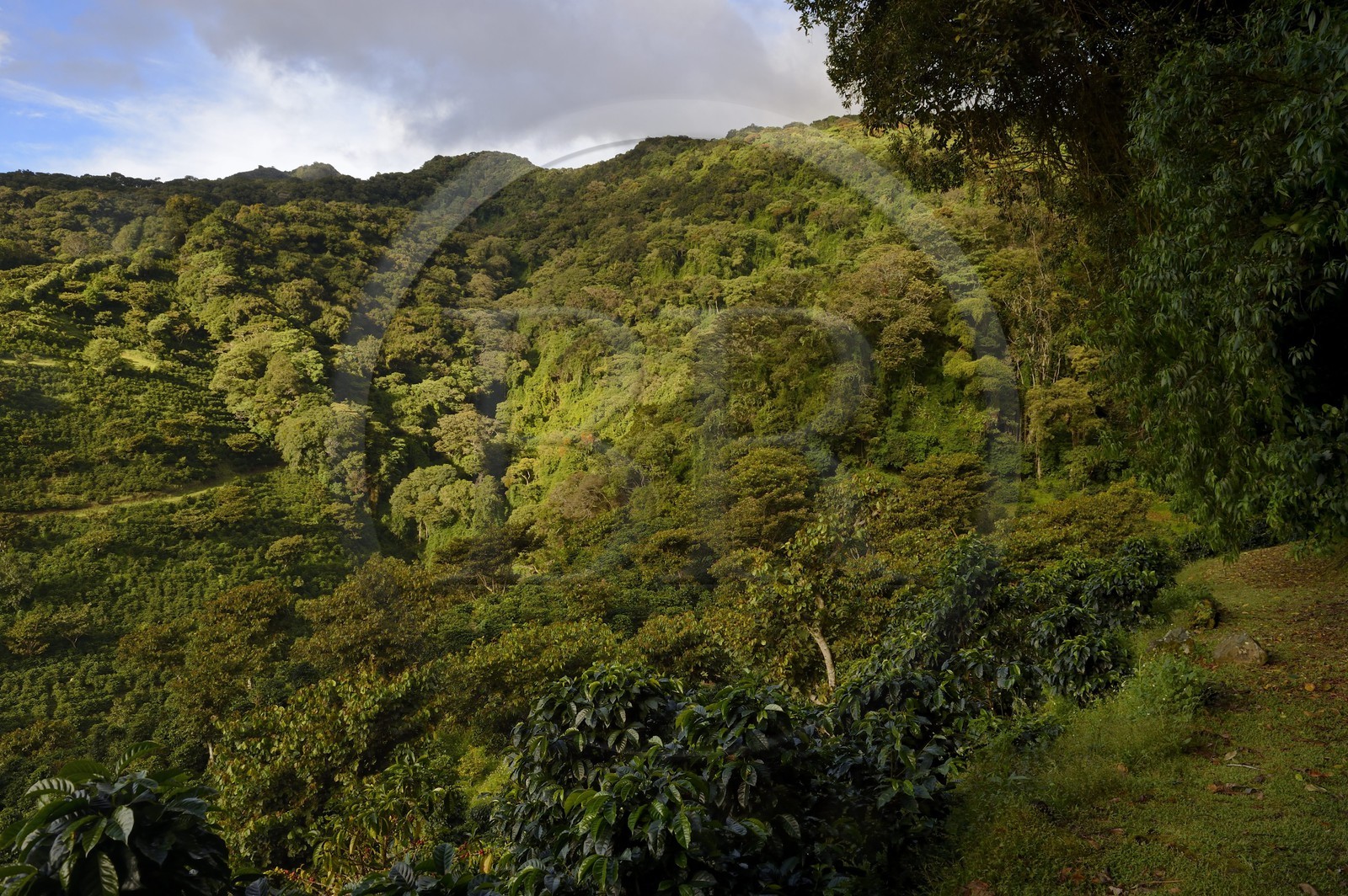 Panama, province de Chiriqui, Boquete, plantation de café Finca Lerida sur les pentes du volcan Baru