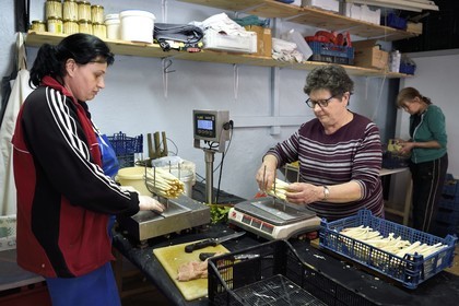 France, Bas Rhin, Fessenheim-Le-Bas, sorting and packing white asparagus