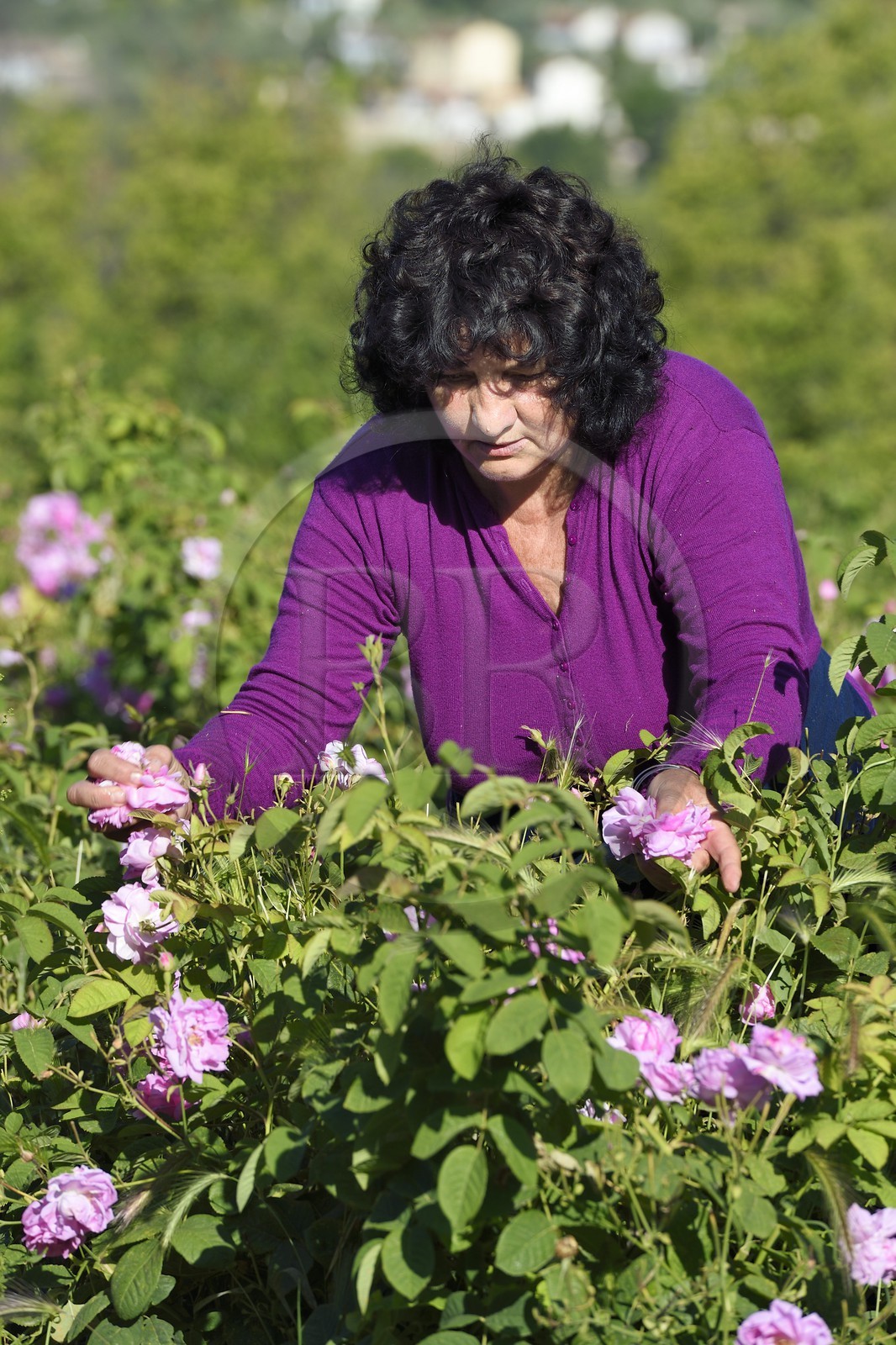 France, Alpes-Maritimes, Grasse, Centifolia rose picking in the horticulturist Constant Viale flower field by the Gypsy Nini Lafleur (purple vest)