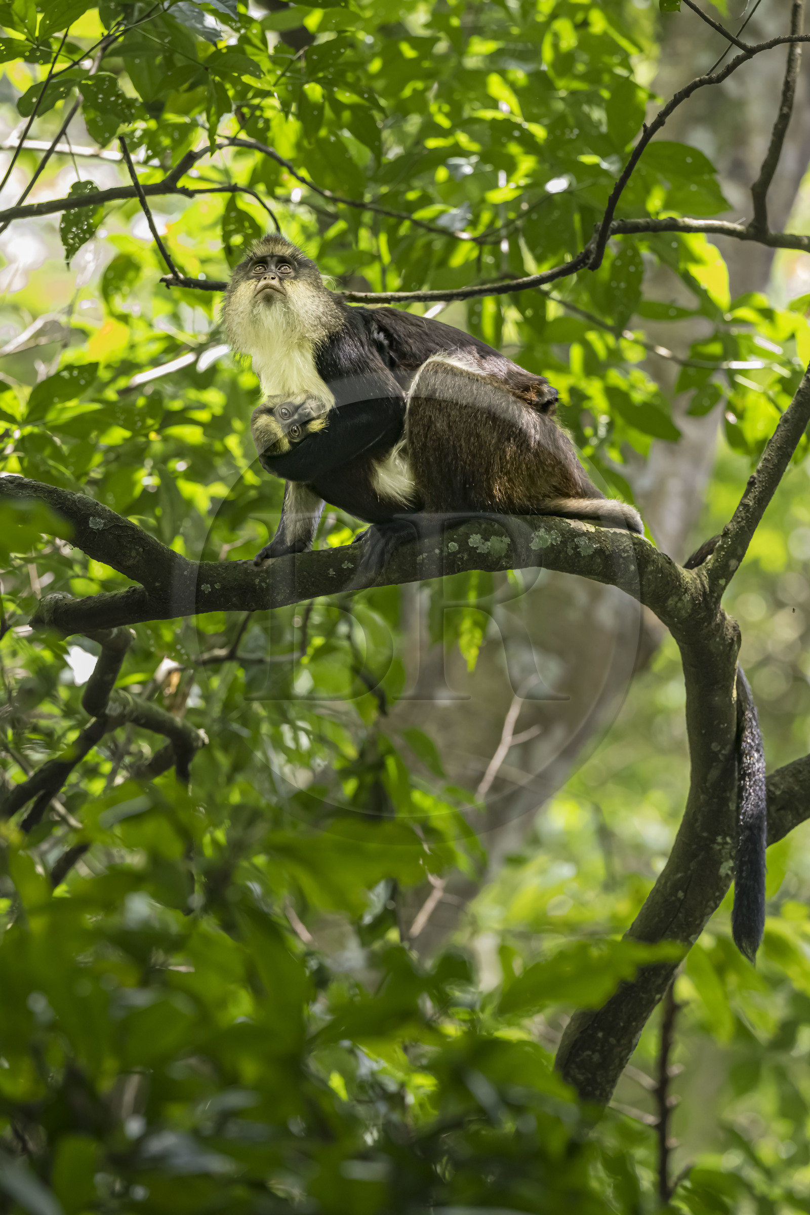 Rwanda, Province de l’Ouest, Nyakabuye, Parc national de Nyungwe, forêt tropicale humide naturelle de Cyamudongo, Cercopithèque de Dent (Cercopithecus denti) femelle avec son petit