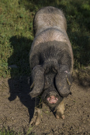 France, Pyrénées-Atlantiques (64), Pays-Basque, vallée des Aldudes, élevage en plein air Pierre Oteiza de porcs basques de race pie noir pour la production du jambon Kintoa AOC, cochette (jeune truie)
