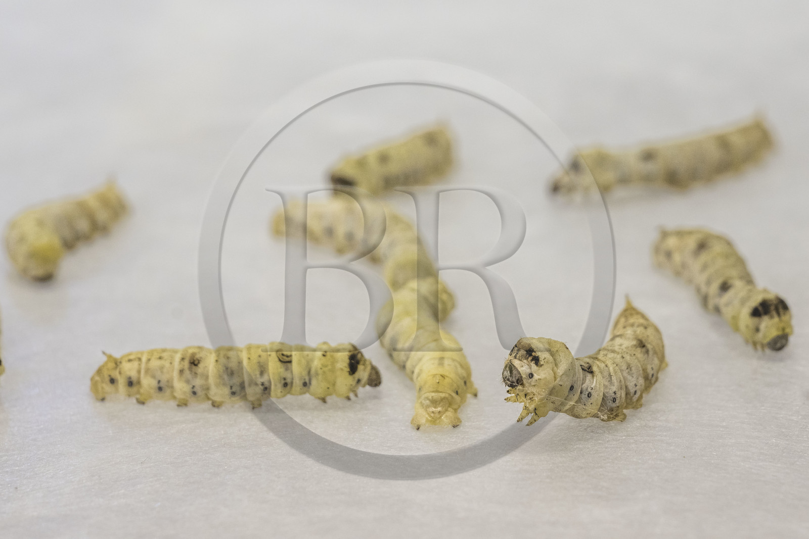 France, Gard, Monoblet, Atelier Sericyne is relaunching French sericulture, breeding silkworms and producing exceptional non-woven silk for the production of decorative objects