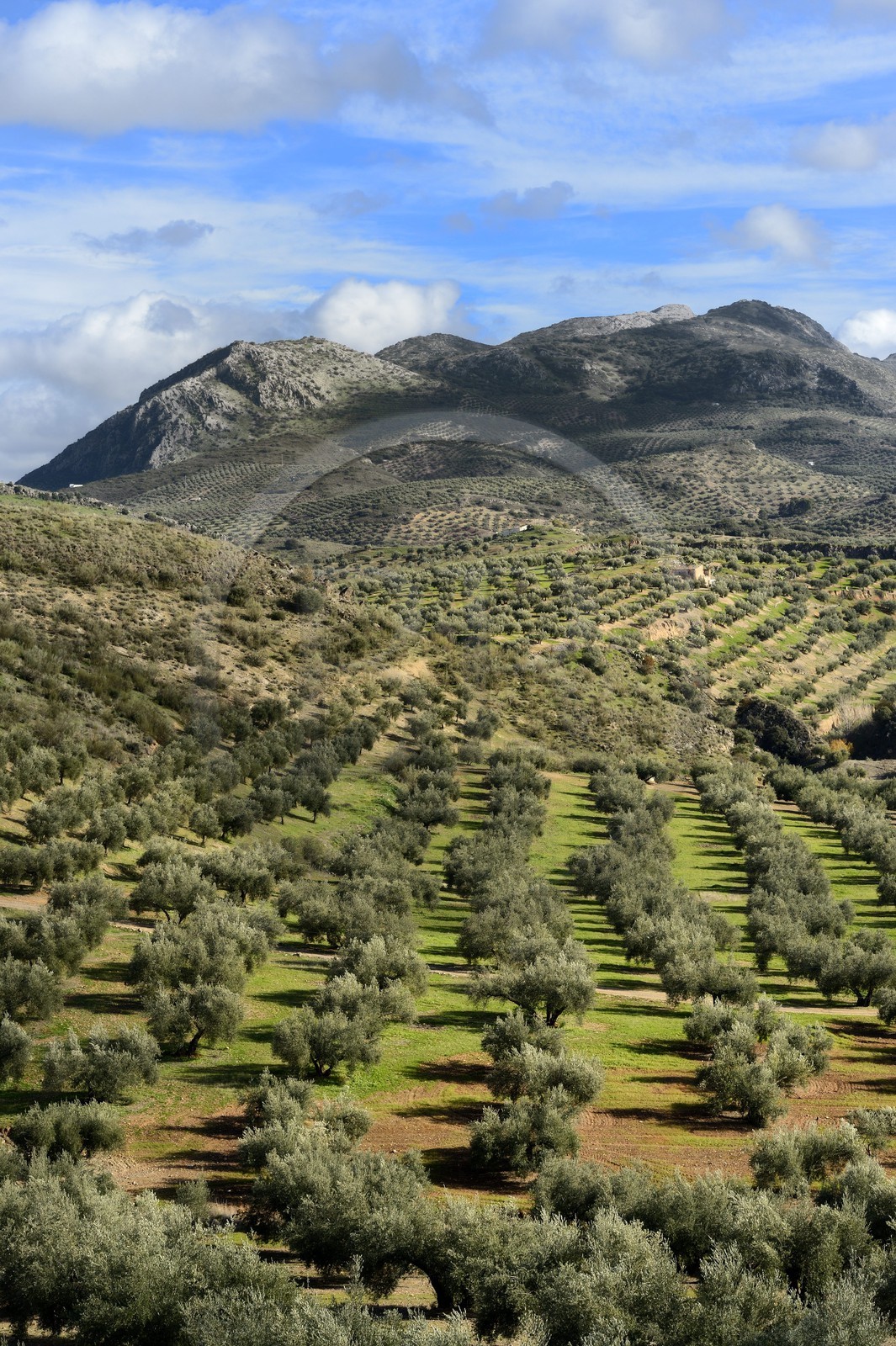 Espagne, Andalousie, province de Jaén, champs d'oliviers au sud de Martos et la Sierra Magina en arrière plan