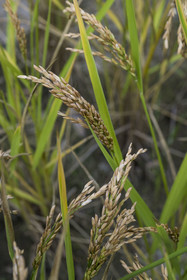 France, Gard (30), Générargues vers Anduze, Bambouseraie en Cévennes, plantation de riz de Camargue