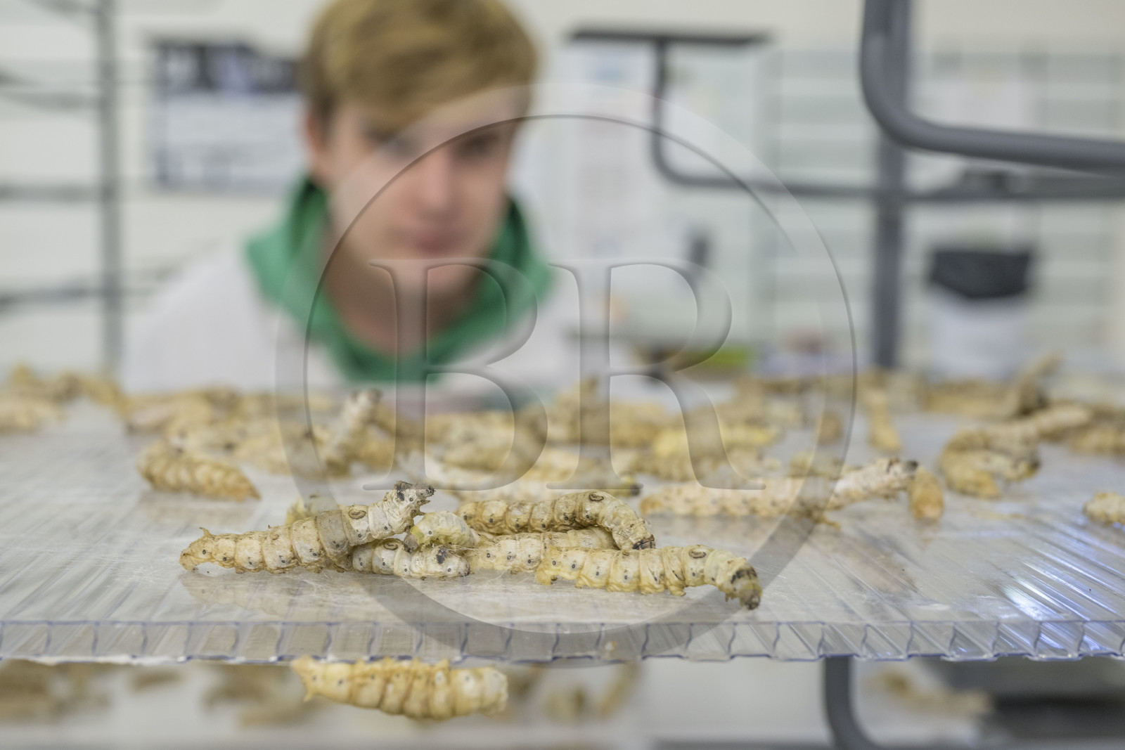 France, Gard (30), Monoblet, l'Atelier Sericyne relance la sériciculture française, élevage de vers à soie et production de soie d'exception et intissée pour la réalisation d'objets de décoration