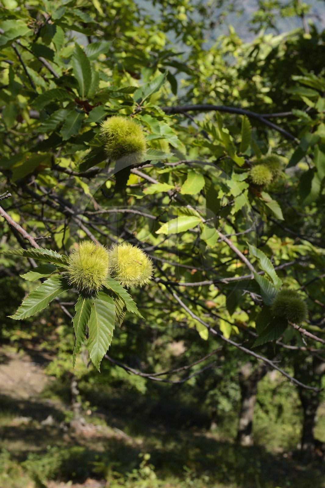 France, Haute-Corse (2B), Castagniccia, Valle d’Orezza, chataignes