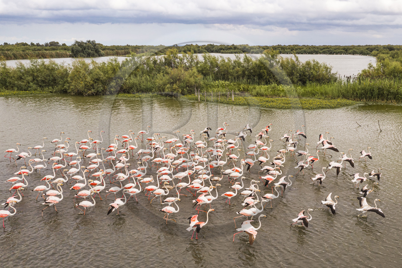 France, Gard (30), Vauvert, la Petite Camargue, réserve naturelle régionale du Scamandre, groupe de flamants roses (Phoenicopterus roseus)(vue aérienne)