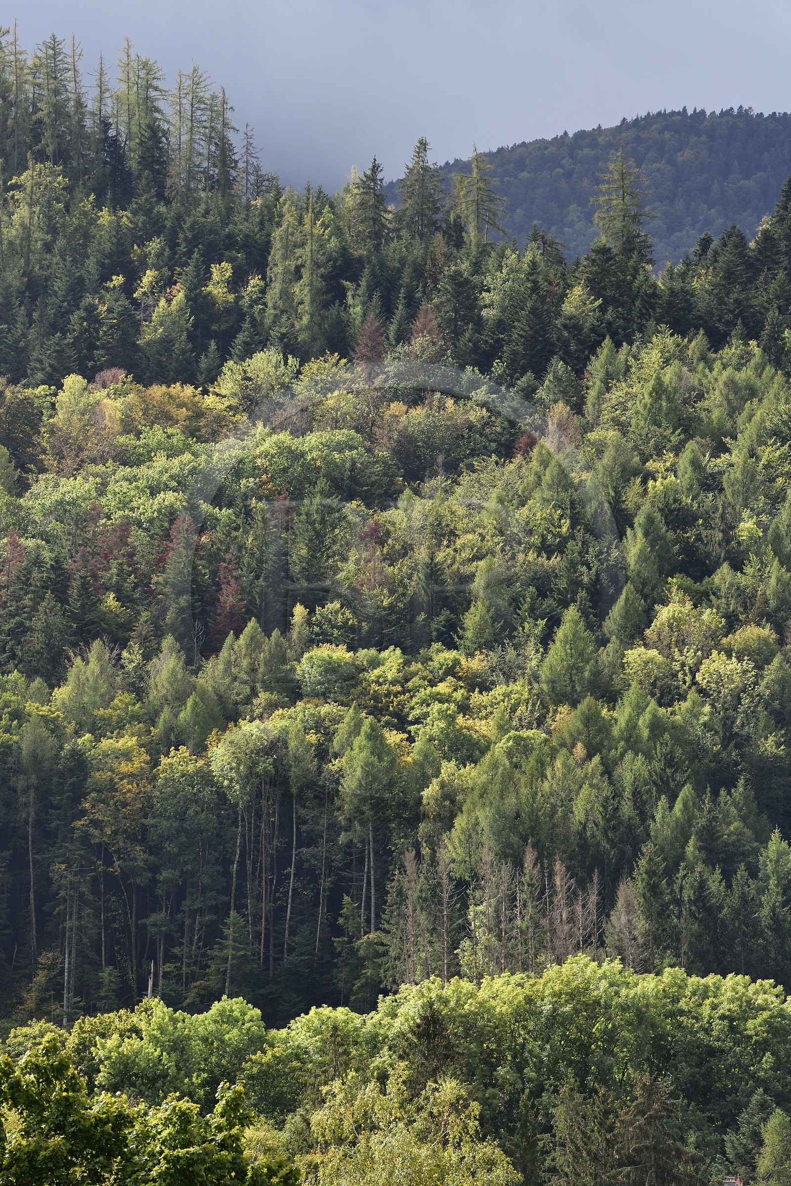 France, Haut-Rhin (68), Parc naturel régional des ballons des Vosges, Fellering, montagne de La Tête des Perches, forêt de hêtraie-sapinière