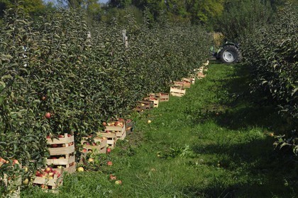 France, Seine-Maritime, Pays de Caux, Norman Seine River Meanders Regional Nature Park, Jumieges, apple trees of the Fruit Route in the orchards along the Seine river, apple harvest at a place called Le Conihaut
