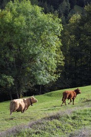 France, Haut-Rhin (68), Parc naturel régional des ballons des Vosges, vallée de Storckensohn à l'ouest de Fellering, troupeau de vaches en bordure de la forêt