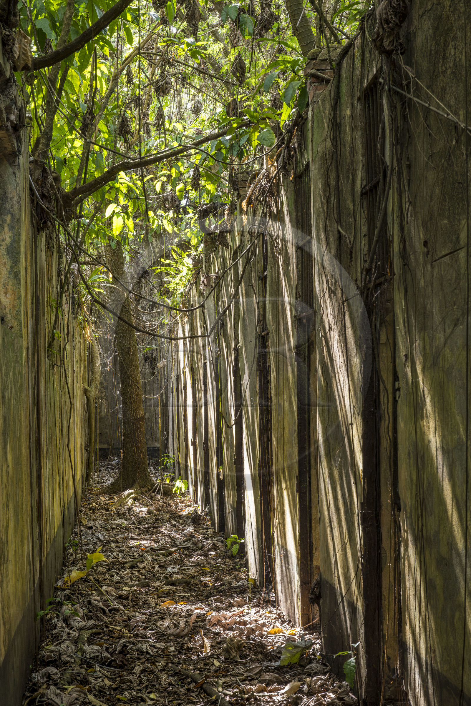 France, French Guiana, Kourou, Salvation Islands (Iles du Salut), Saint Joseph Island, ruin of the penal colony dedicated to the seclusion of the most difficult prisoners