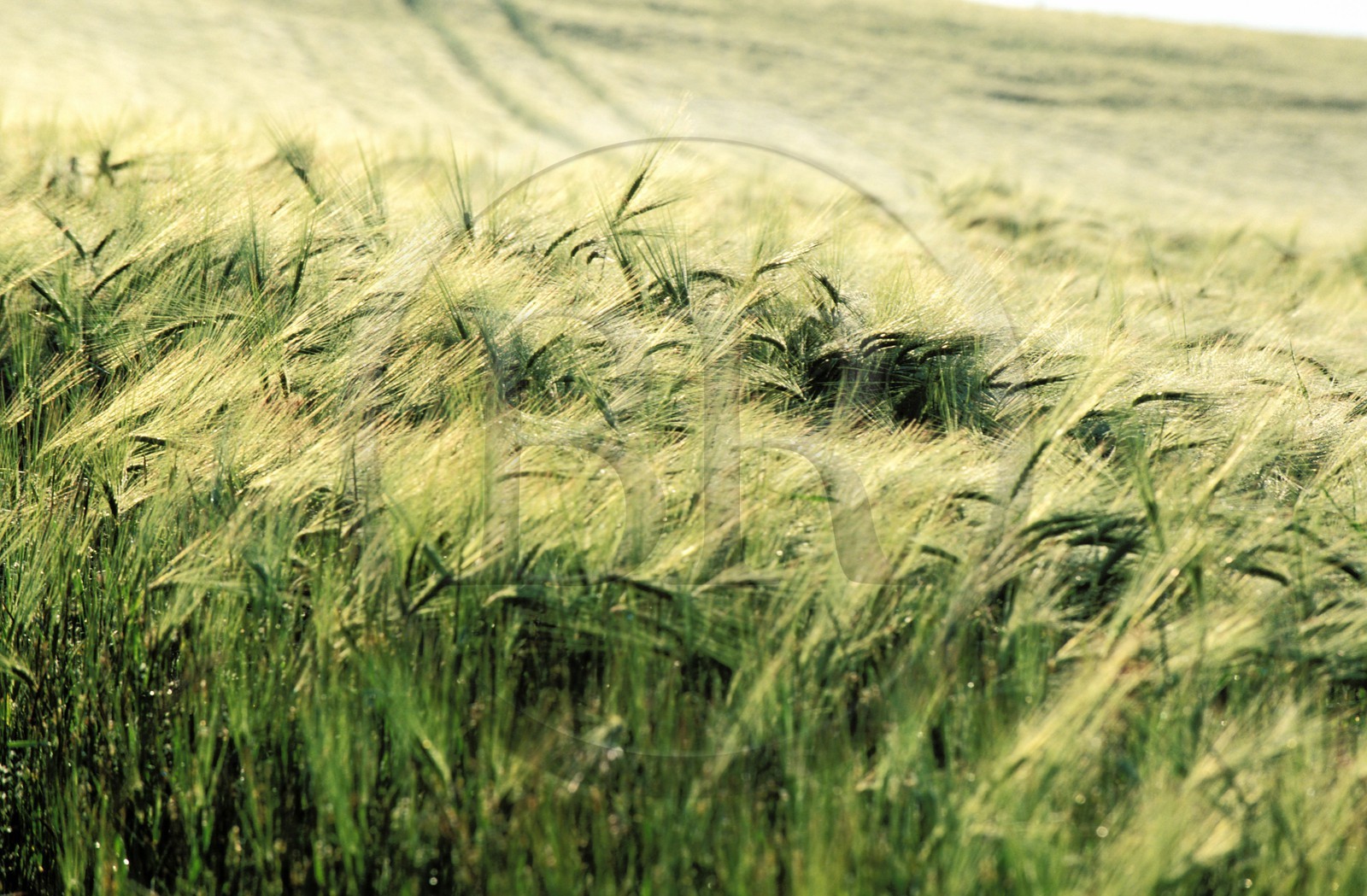 France, Saone et Loire, Mâconnais region, Chapaize region, green wheat fields