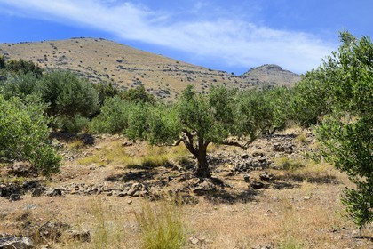 Greece, Crete, Agios Nikolaos region, Elounda, olive trees on the hill