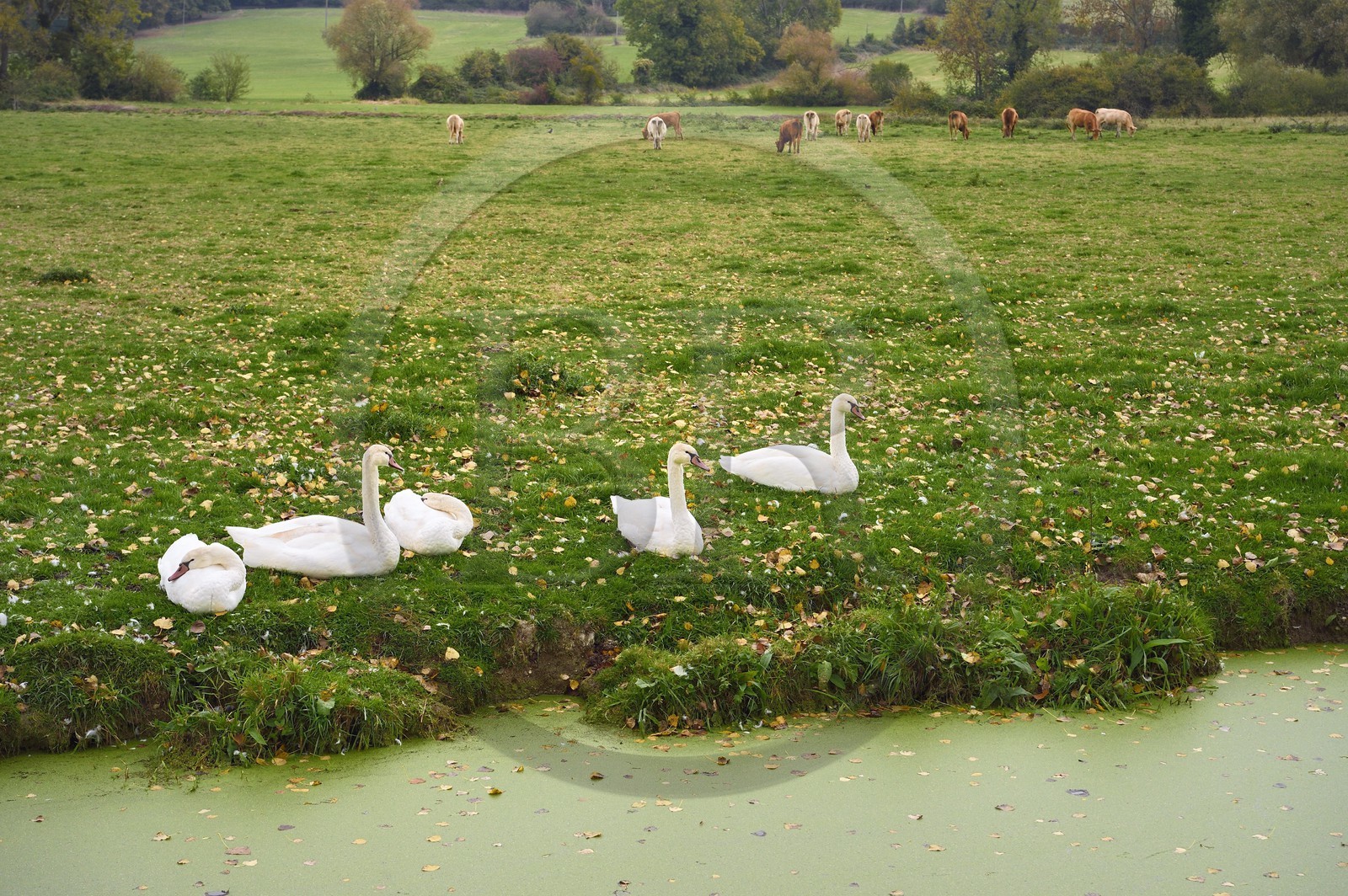 France, Calvados (14), Pays d'Auge, Bavent, cygnes et troupeau de vaches