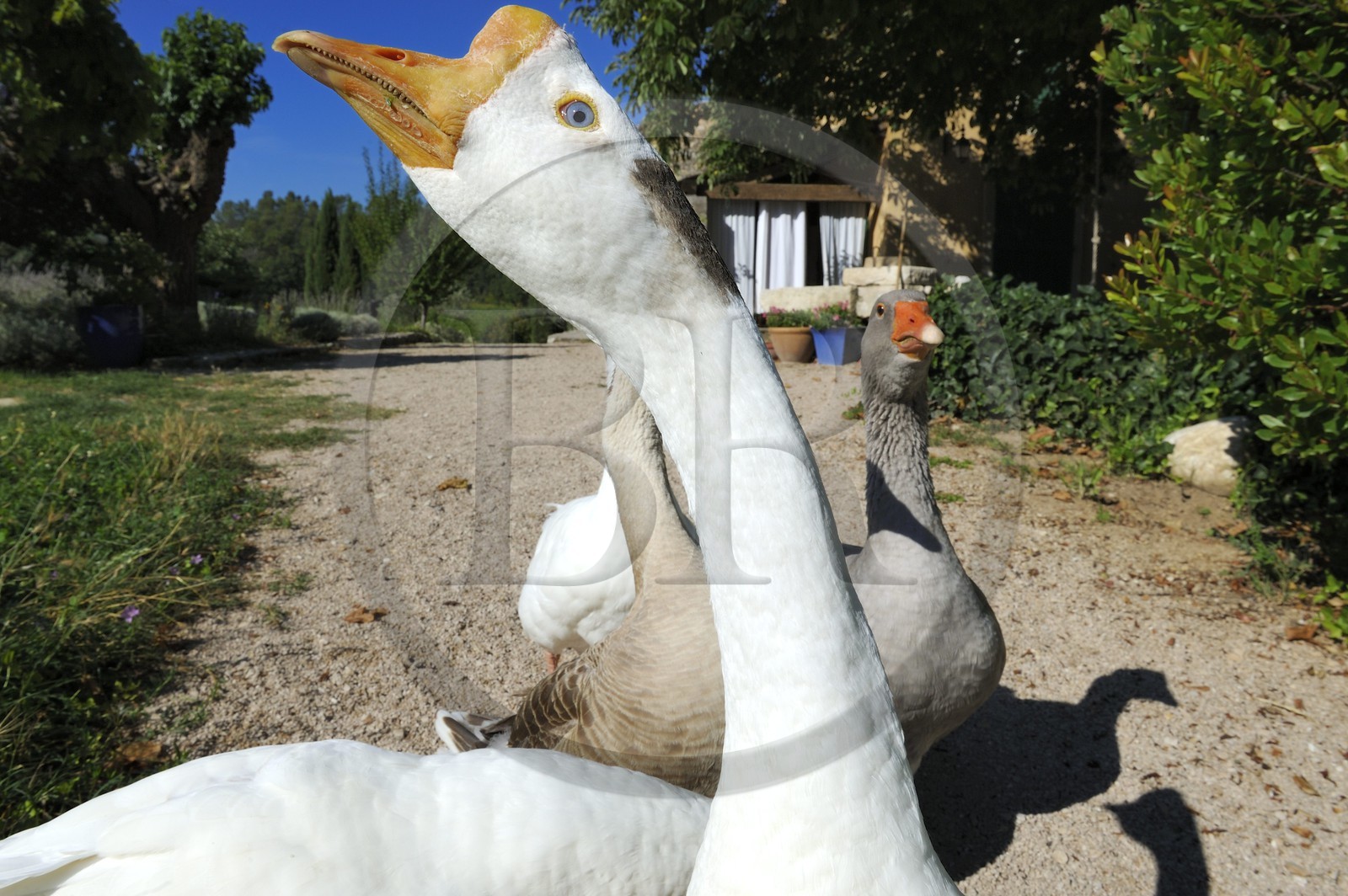 France, Var (83), Provence Verte, Bras, vers Saint-Maximin-la-Sainte-Baume, la maison d'hôtes Le Peyrourier, une campagne en Provence, oies blanches