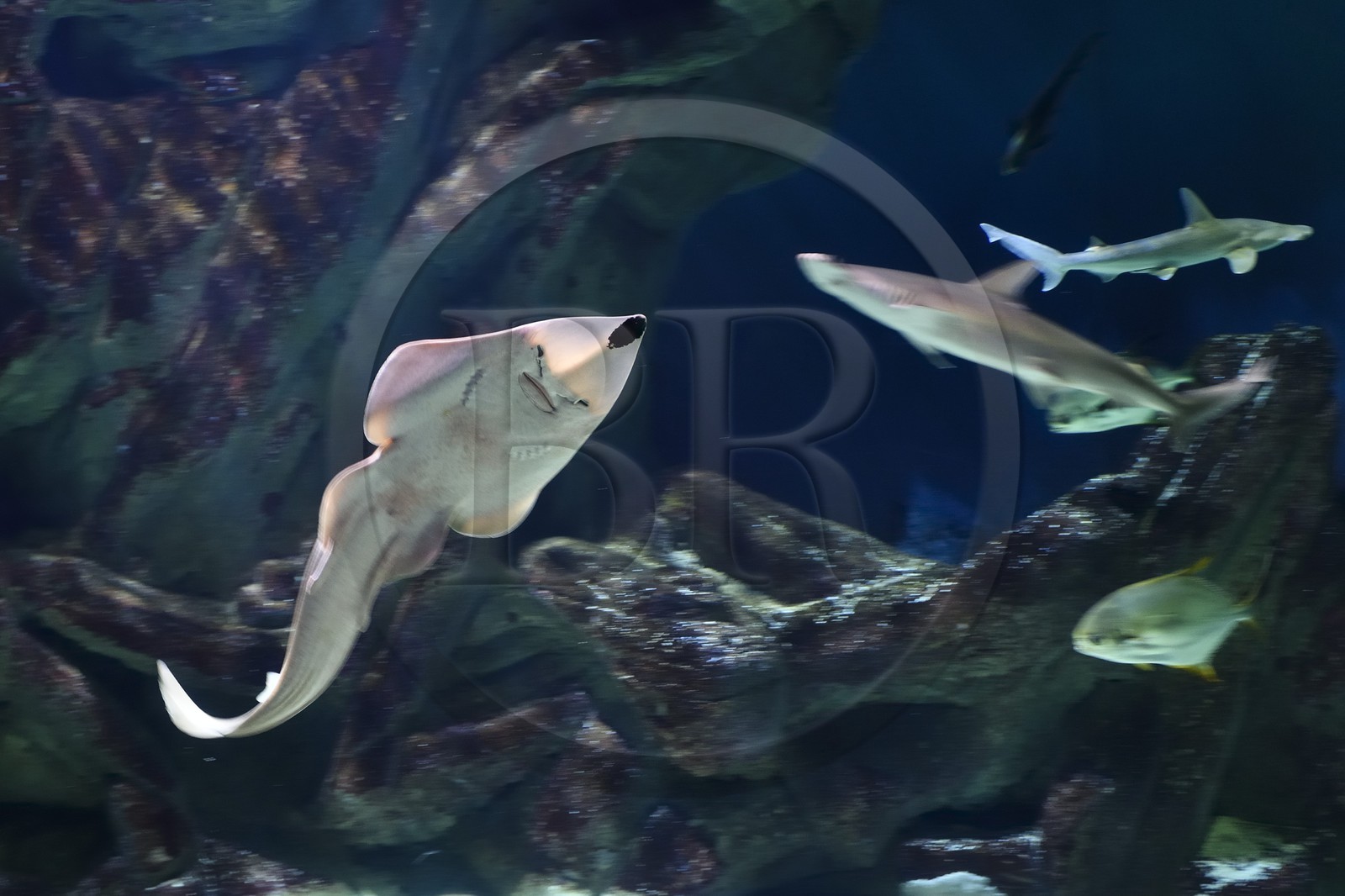 France, Charente-Maritime (17), La Rochelle, Aquarium La Rochelle, Mention obligatoire, zone océanique, raie guitare (Rhynchobatus djiddensis)